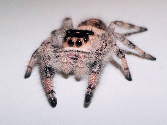 Tarot (Phidippus Regius)