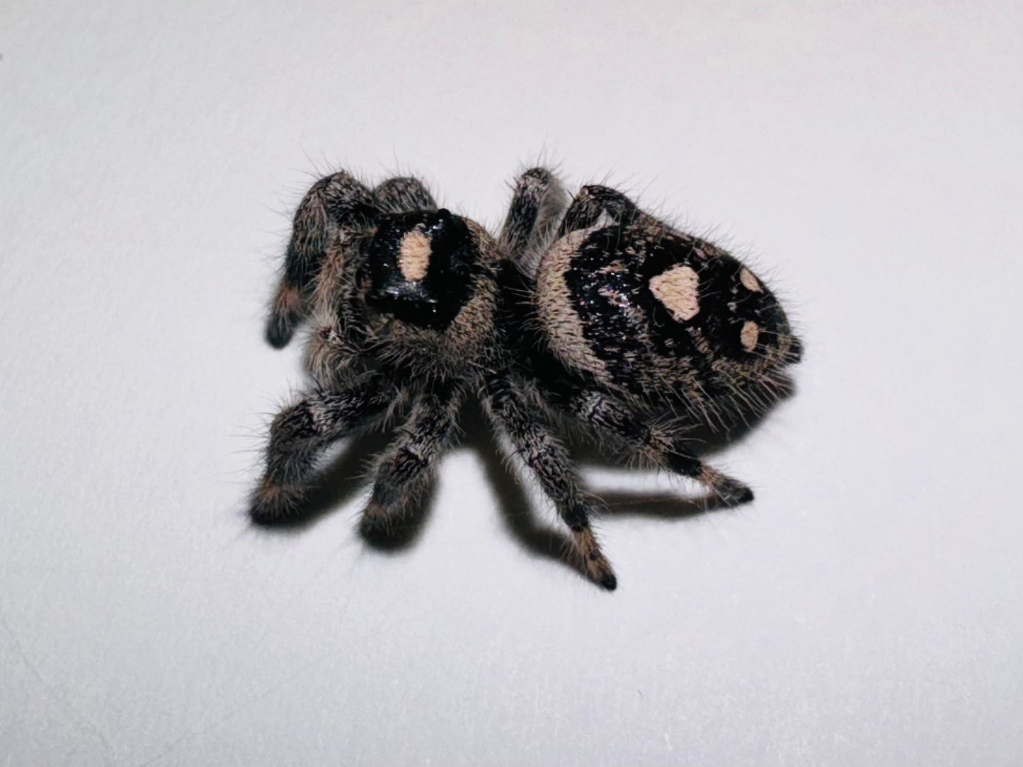 Maleficent (Phidippus Regius)