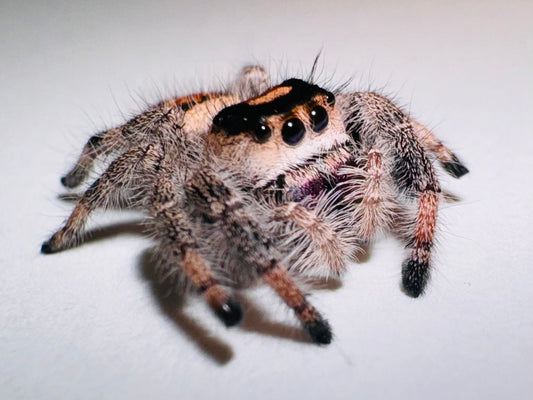 Sorbet (Phidippus Regius)