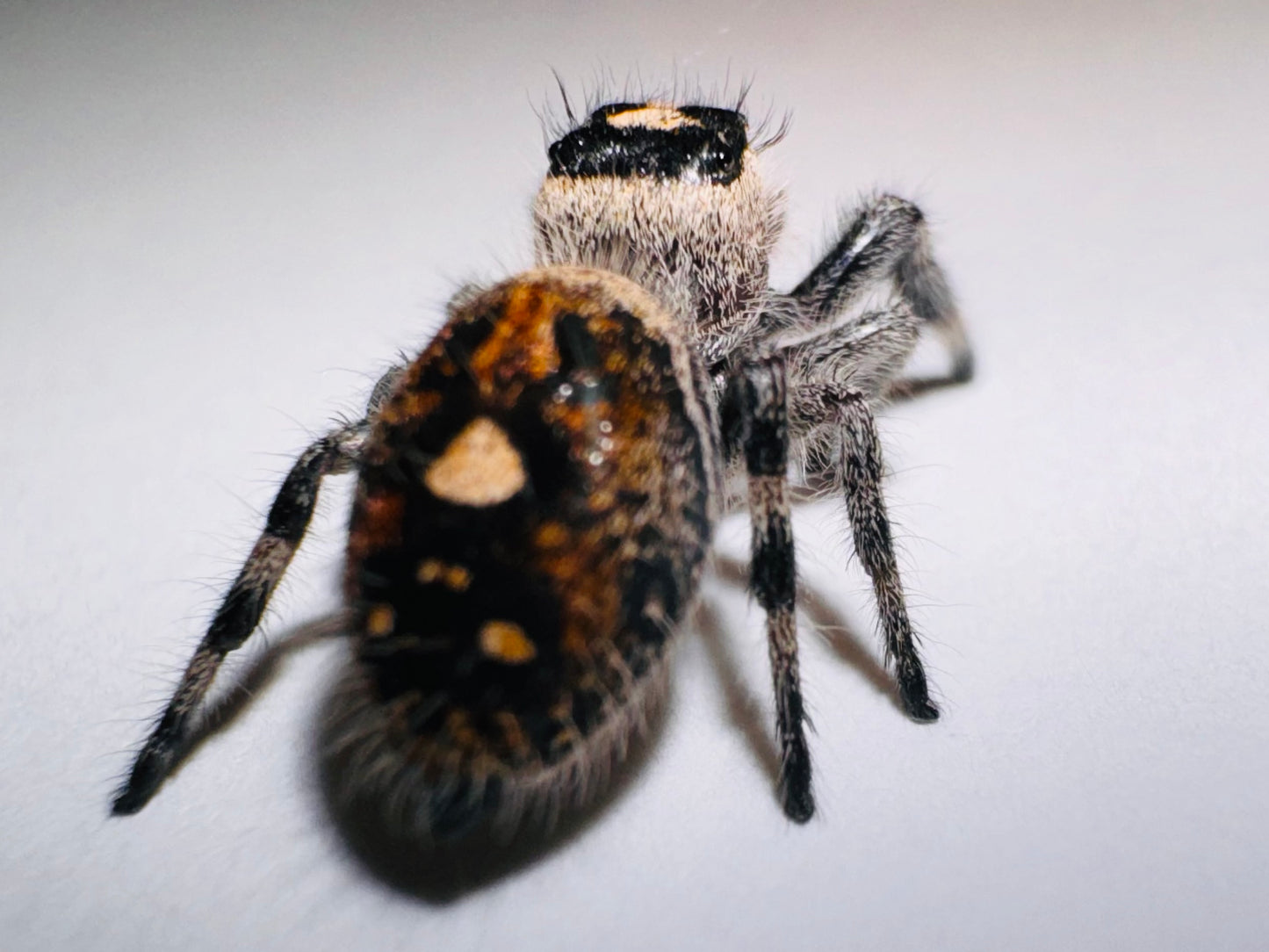 Cider (Phidippus Regius)