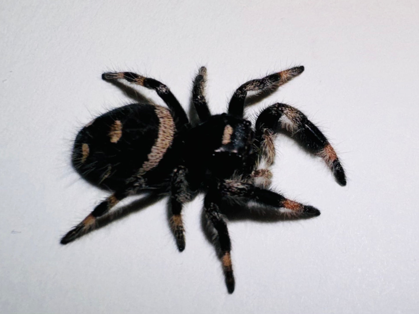 Salem (Phidippus Regius)