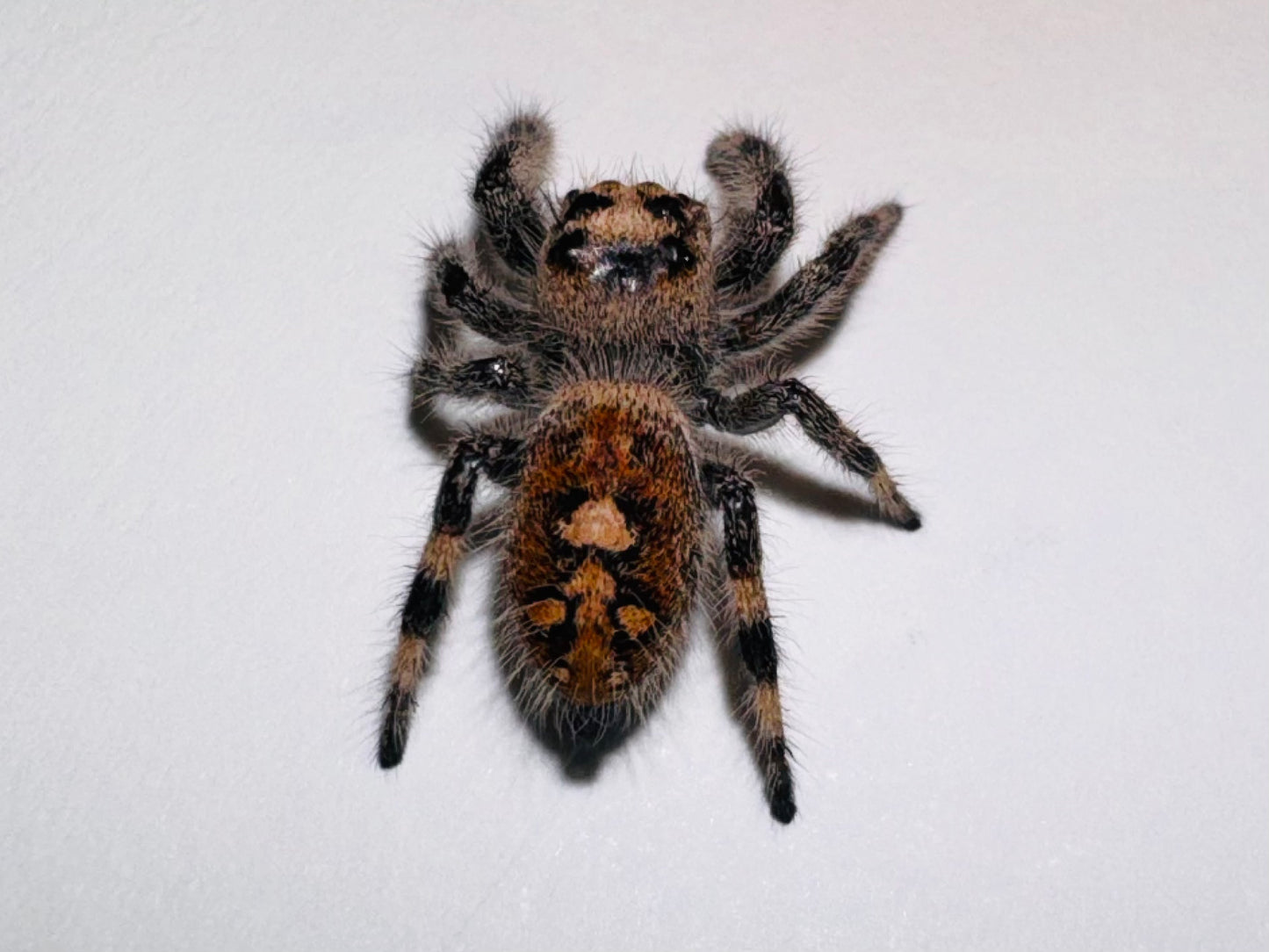 Marmalade (Phidippus Regius)