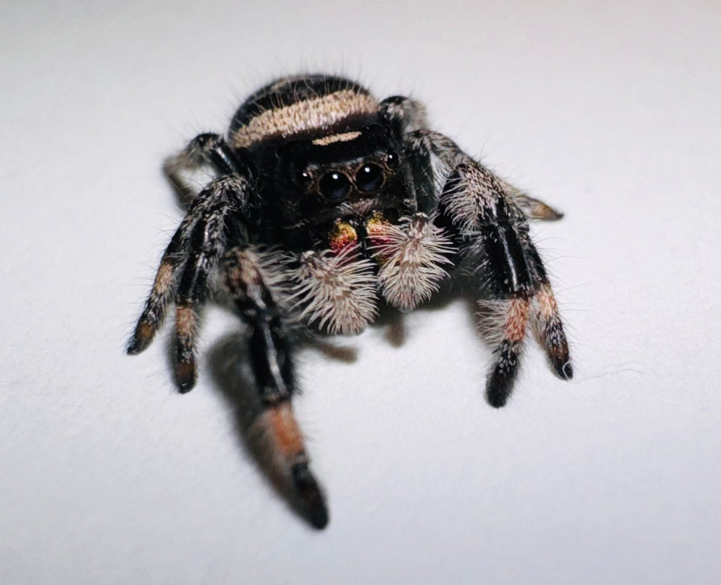 Salem (Phidippus Regius)