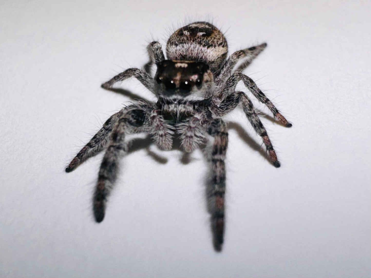 Whisp (Phidippus Otiosus)