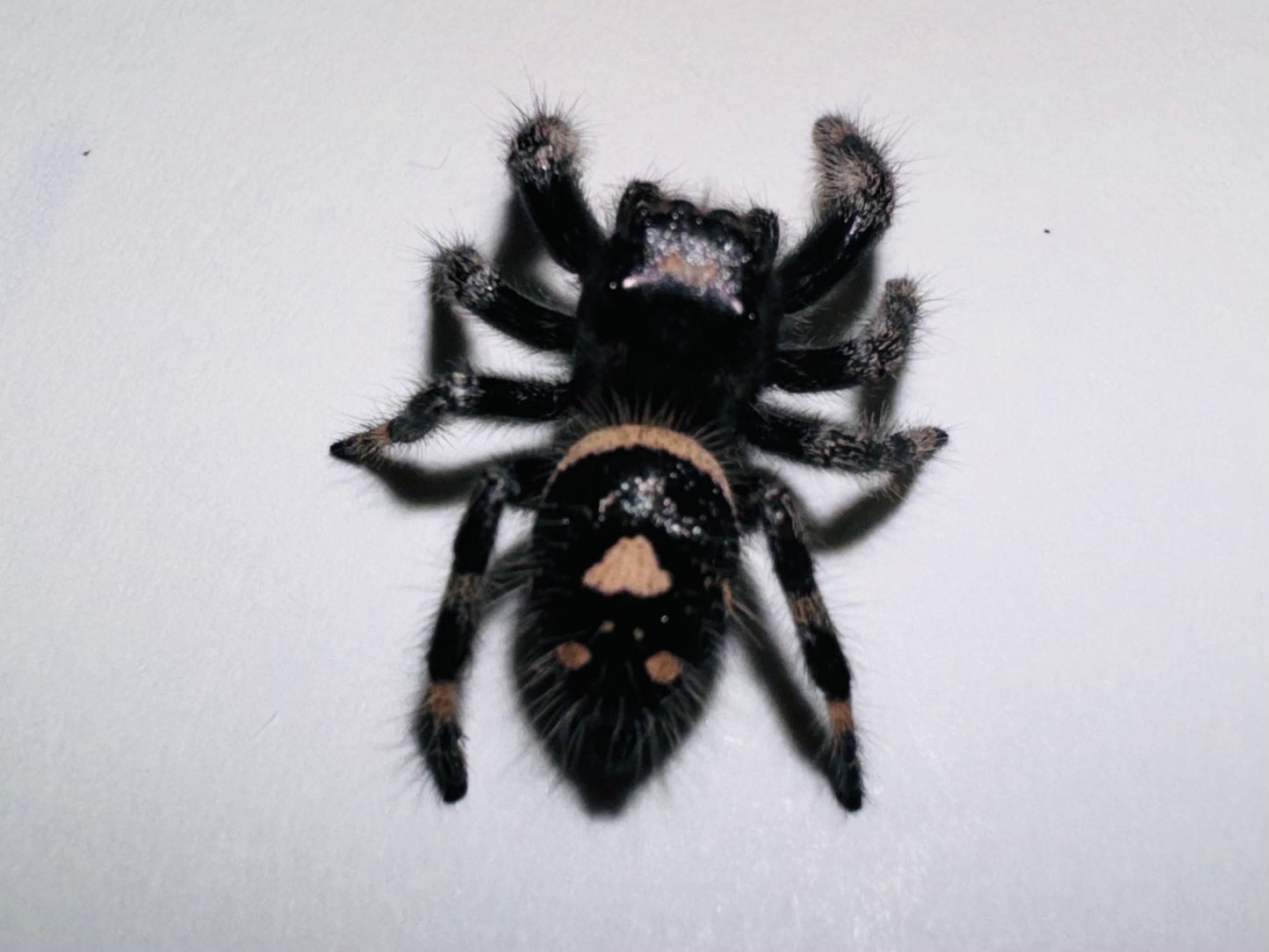 Onyx (Phidippus Regius)