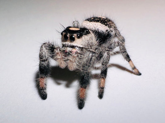 Maleficent (Phidippus Regius)