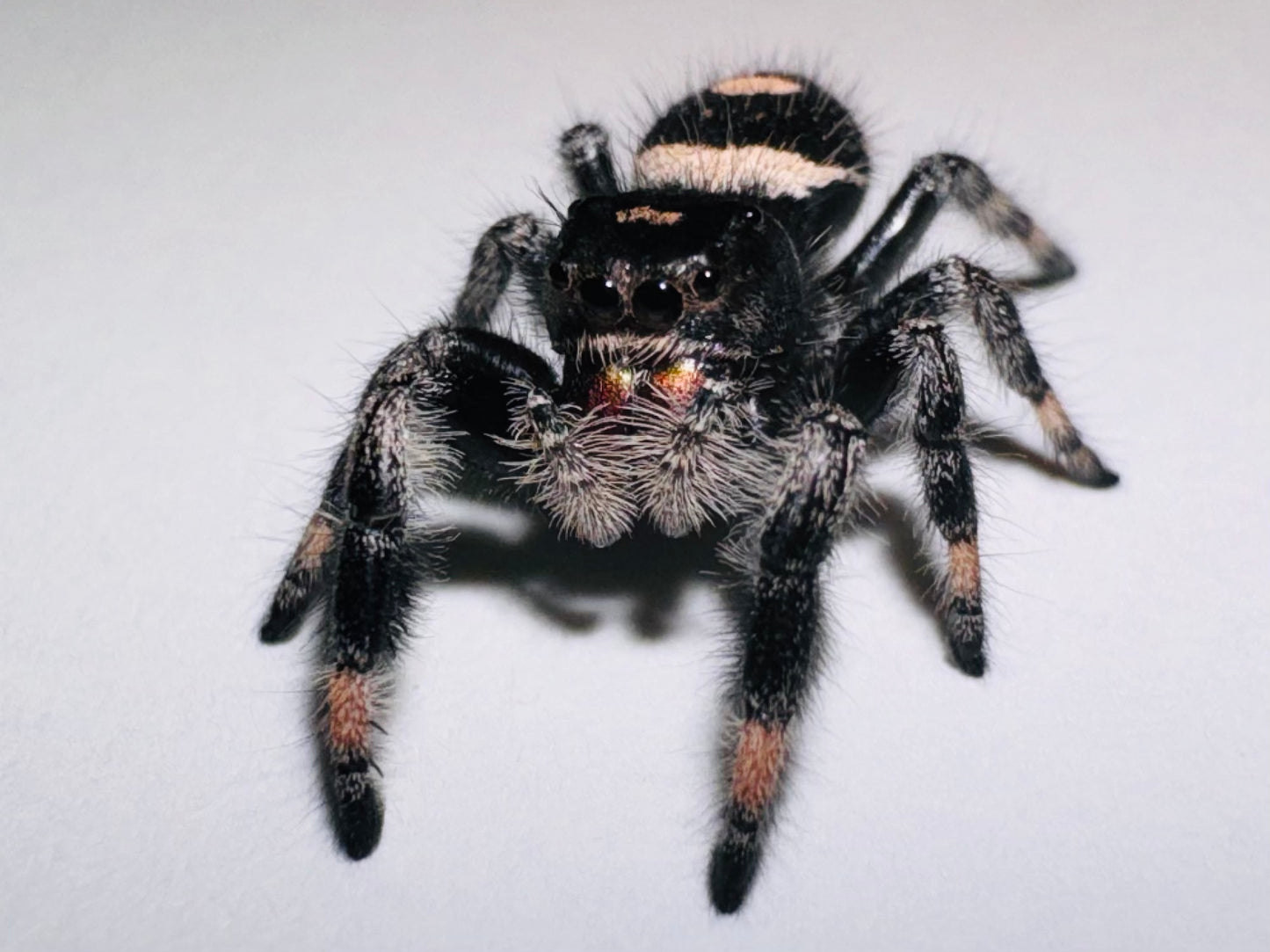 Onyx (Phidippus Regius)